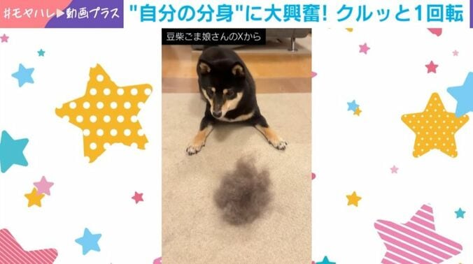 黒柴