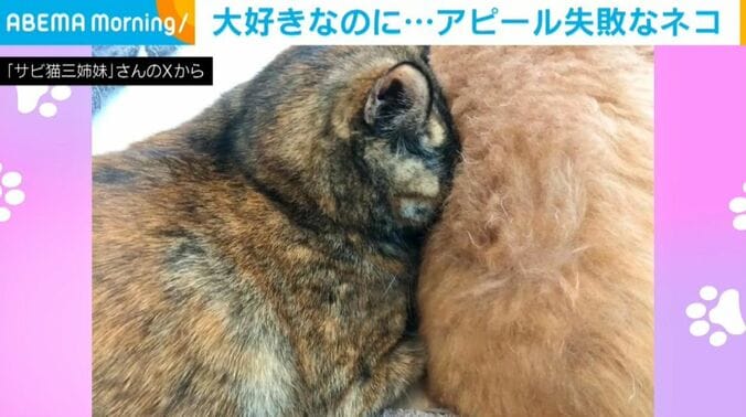 「サビ猫三姉妹」さんのXから