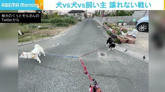 「見事なY」「きれいな三等分」 行きたい方向を“譲らない”、黒柴vs白柴vs飼い主の構図に反響 1枚目