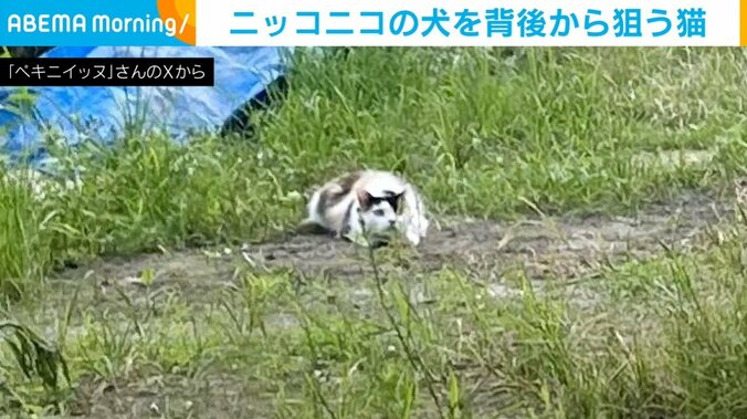 犬を背後から“狙う”猫（拡大ショット）