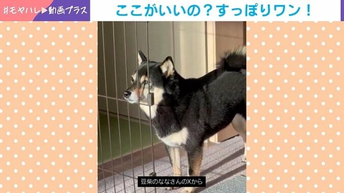 隙間に口を入れたまま静止する豆柴