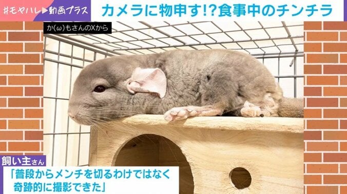 チンチラ