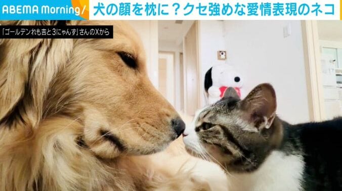 ゴールデンレトリバーのれも吉ちゃん、猫のちま吉ちゃん