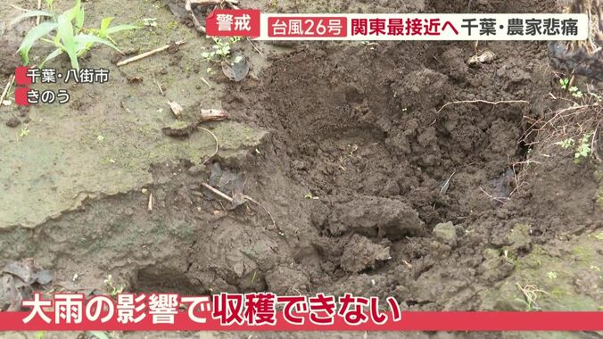 大雨の影響で収穫できない