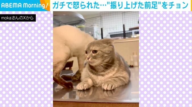 ハナ子ちゃんとポンズちゃん