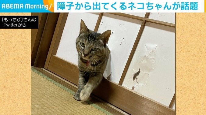 猫が障子を突き破り「侵入成功」 その表情に「閉めた奴が悪い！って顔」との反響も 1枚目