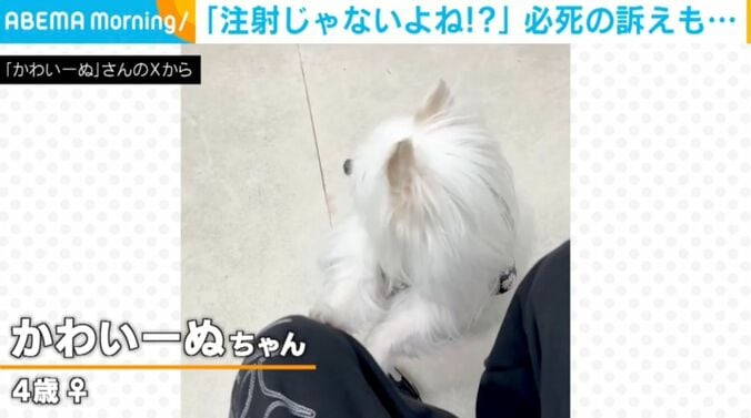 犬のかわいーぬちゃん