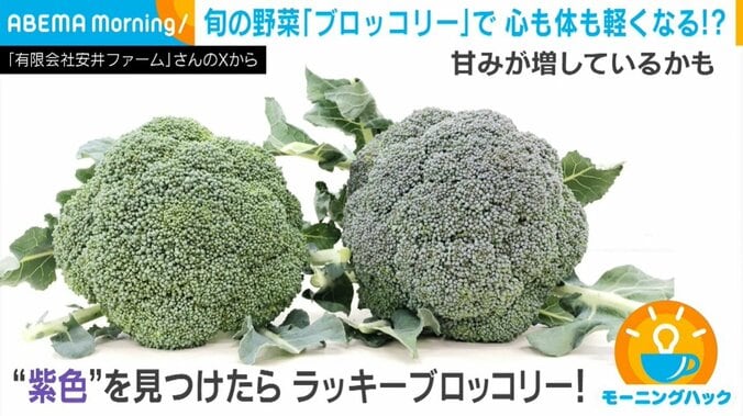 ラッキーブロッコリー