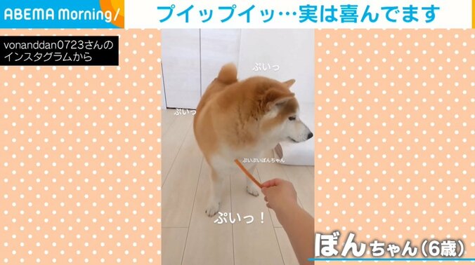 おやつを避ける柴犬 不器用な“照れ隠し”に「超絶かわいい」「ずっと見てられる」と悶絶の声 1枚目