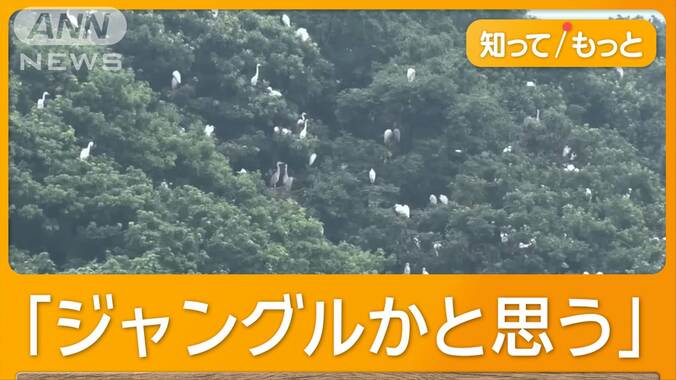 「住み続けたい街1位」住民困惑　サギ大増殖…悪臭＆鳴き声　木の伐採で住宅地に？ 1枚目