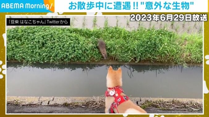 豆柴のはなこちゃん