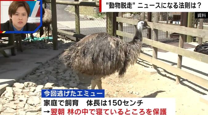 【写真・画像】住宅から“巨大な鳥”が脱走…エミューの謎を調査「大きな音でショック死するほどデリケート」