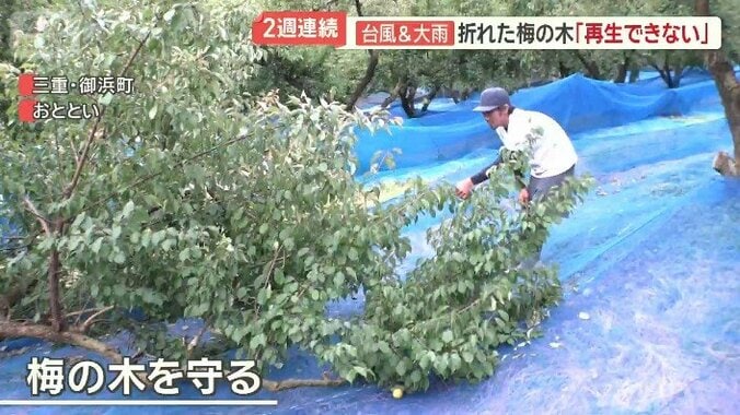 梅の木を守ろうと奔走