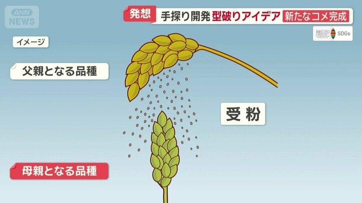 交配のやり方