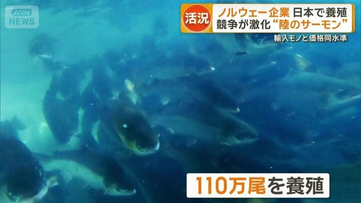 施設全体で110万尾を養殖
