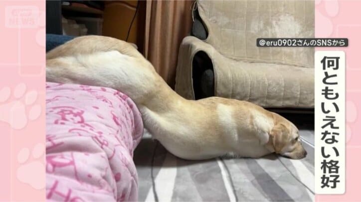 動きたくないワン