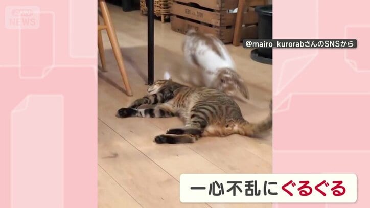 猫のまわりをグルグル