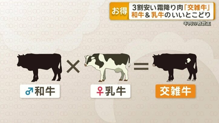 「交雑牛」とは？