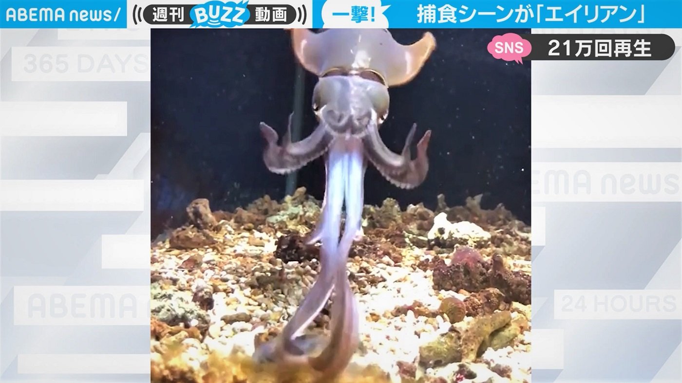 釣り上げたイカの衝撃的な捕食シーンに ほぼエイリアン 背筋が凍るやつ 驚きの反響 国内 Abema Times