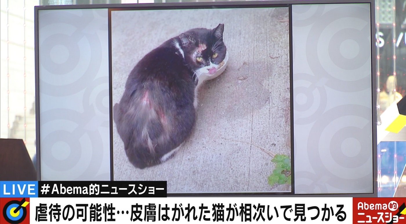 皮膚が剥がされる など 相次ぐ猫の虐待 田中康夫氏 無責任な飼い主撲滅のため ペット税 の導入を 国内 Abema Times