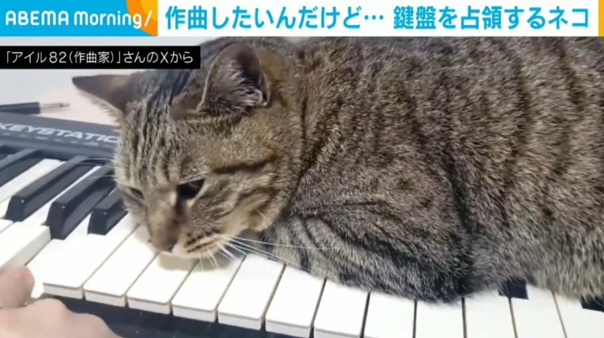 猫 鍵盤 写真たて 猫 鍵盤 写真たて 猫 鍵盤 写真たて