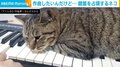 鍵盤を占領する猫!! 作曲作業を妨害する“ツンデレ”姿に「めっちゃ可愛い」「表情が良い感じ」と反響続々