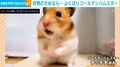 “袋ごと”!? 大好物を持ち帰りたいハムスターの姿に反響「あたまいい」「食いしんぼうだな」「一生見てられる」