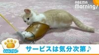 【映像】客用スリッパを温める“新人看板猫”