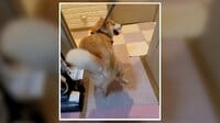 【映像】柴犬が全身で喜びを表現する姿