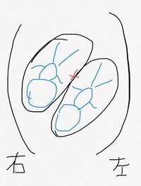 蒼井そら、現在の双子の位置関係を報告「エコーで動いている姿を見るのは嬉しい」