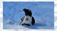 「世界一」雪を楽しむペンギン