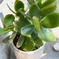 天津木村嫁『アルトさん』