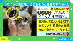“うるうるの瞳”を持つ木彫りの猫に「涙が溢れました」「魂が宿ってる」と感動の嵐 投稿者「作ってるはずなのにドキッとする」