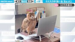 完璧なお仕事ぶり！？フクロウがノートパソコンを見つめる姿に「念入りにチェックしてらっしゃる」「メールの見落としを許さない」と話題沸騰！