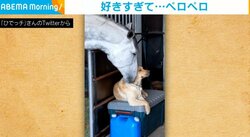 「相思相愛です」大好きなイヌの背中をペロペロするウマが話題