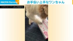 最早神技レベル!! ティッシュ箱を開ける犬の“匠な技”に「お利口さんですね〜」「頼りになるね！」と反響続々