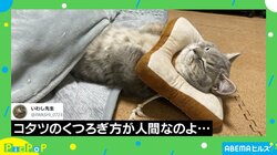 “中の人“いるでしょ？ コタツで眠るネコの姿が人間すぎる 飼い主も「ビックリ」