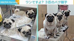 仲良しパグの親子、“まとめ洗い”中のカメラ目線に反響 「3匹ともいい表情」