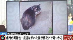 “皮膚が剥がされる”など、相次ぐ猫の虐待　田中康夫氏「無責任な飼い主撲滅のため“ペット税”の導入を」