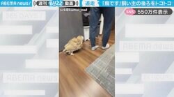 「鳥です笑」飼い主の後ろをトコトコ歩くフクロウの姿に「猫ですかね？」「わんこ化してる！」と反響