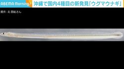 沖縄で「ウグマウナギ」を新発見 国内に生息するウナギは4種に