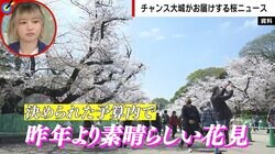 “幹事役を進んでやる人ほど出社していく”伝説が 花見もカイゼン、トヨタ自動車は「雑事も全力でやる会社」