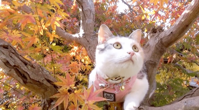 「秋だニャ〜！」　元野良猫のネコ吉が散歩中に出会ったのは… 1枚目