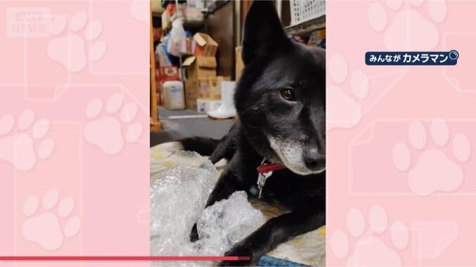 たくさん「プチッ」したワン