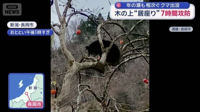 体長約70センチ