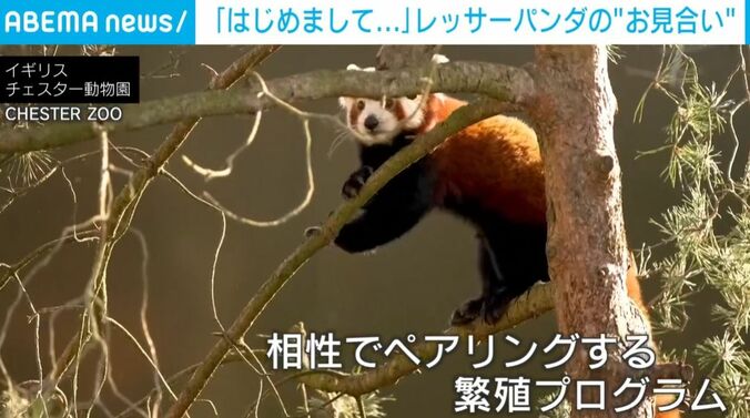 レッサーパンダ