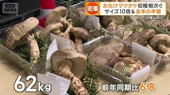 去年の同じ時期に比べて6倍もの量