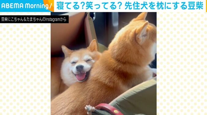 寝てる？笑ってる？豆柴が先住犬を枕にする様子に「たまらん…！」「なんて癒しの動画」と絶賛の声 4枚目