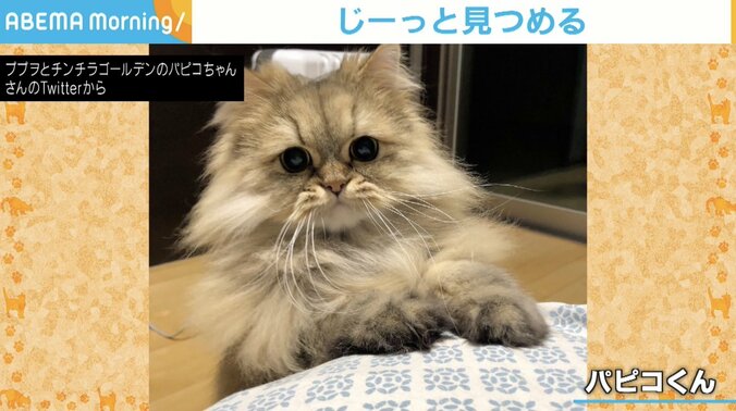 「起きて？」じーっと熱い視線を送る猫 愛くるしい目で訴える姿に飼い主「眠くても起きちゃう」 1枚目
