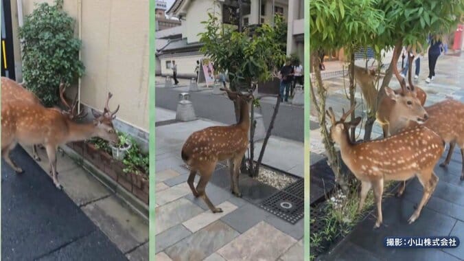 “奈良のシカ”が街中に　植え込みパクリ　“ミニ奈良公園化”も 1枚目